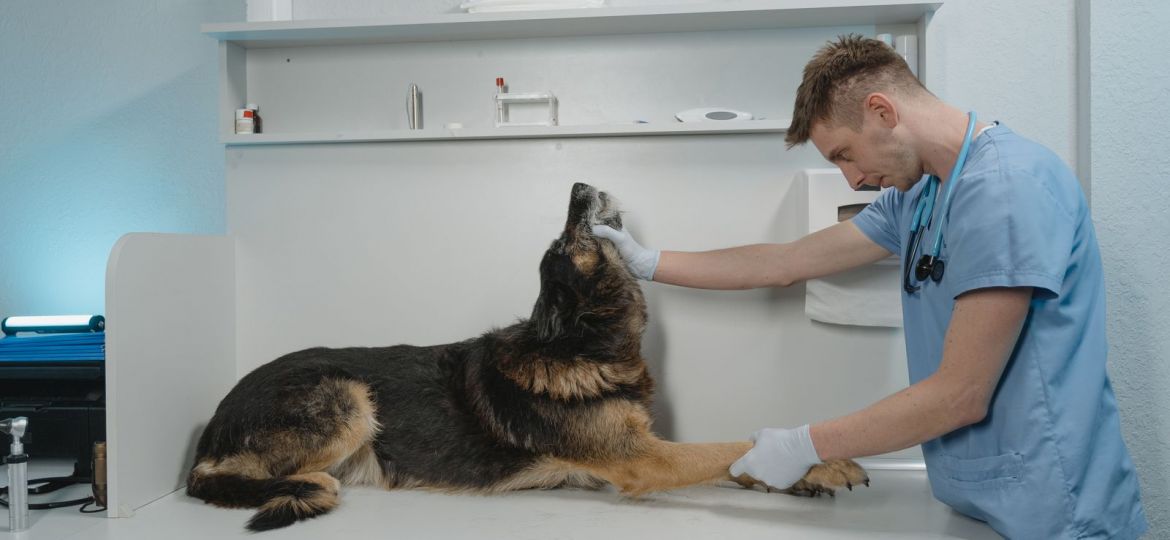 Veterinario explorando a un perro tumbado en la mesa de una clínica