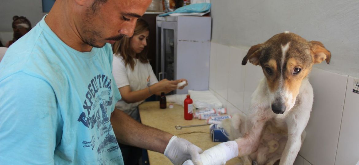 Veterinario curando la pata de un perro en una urgencia